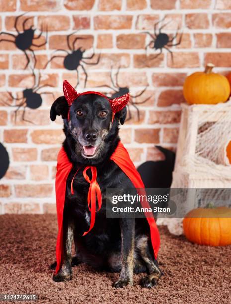 dachshund devil costume