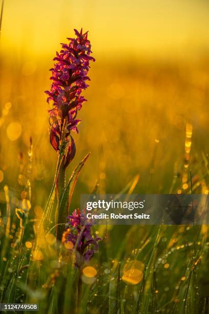 broad-leaved marsh orchid (dactylorhiza majalis) in a meadow in the back light in the early morning at sunrise, murnauer moss, murnau, upper bavaria, germany - murnau photos et images de collection