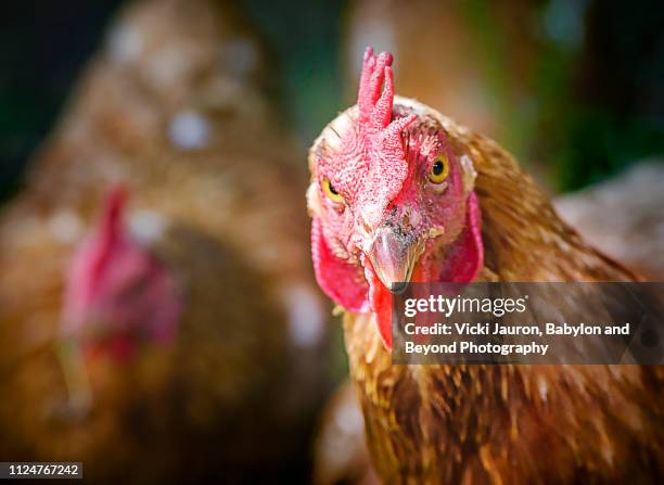 portrait of a red rooster at bayard cutting aboretum, long island - funny rooster stockfoto's en -beelden