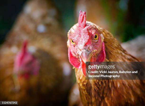725 Funny Rooster Photos and Premium High Res Pictures - Getty Images
