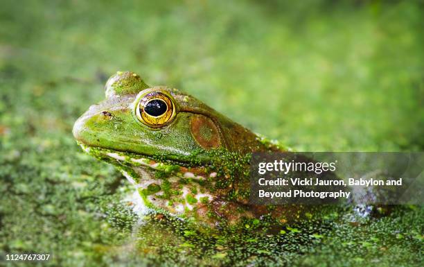 109 Funny Little Frog Photos and Premium High Res Pictures - Getty Images 109 Funny Little Frog Photos and Premium High Res Pictures - Getty Images