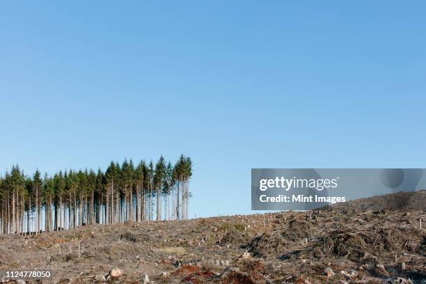 small stand of trees on the brow of a hill, surrounded by extensive cleared woodland in a national forest. - deforestation stockfoto's en -beelden