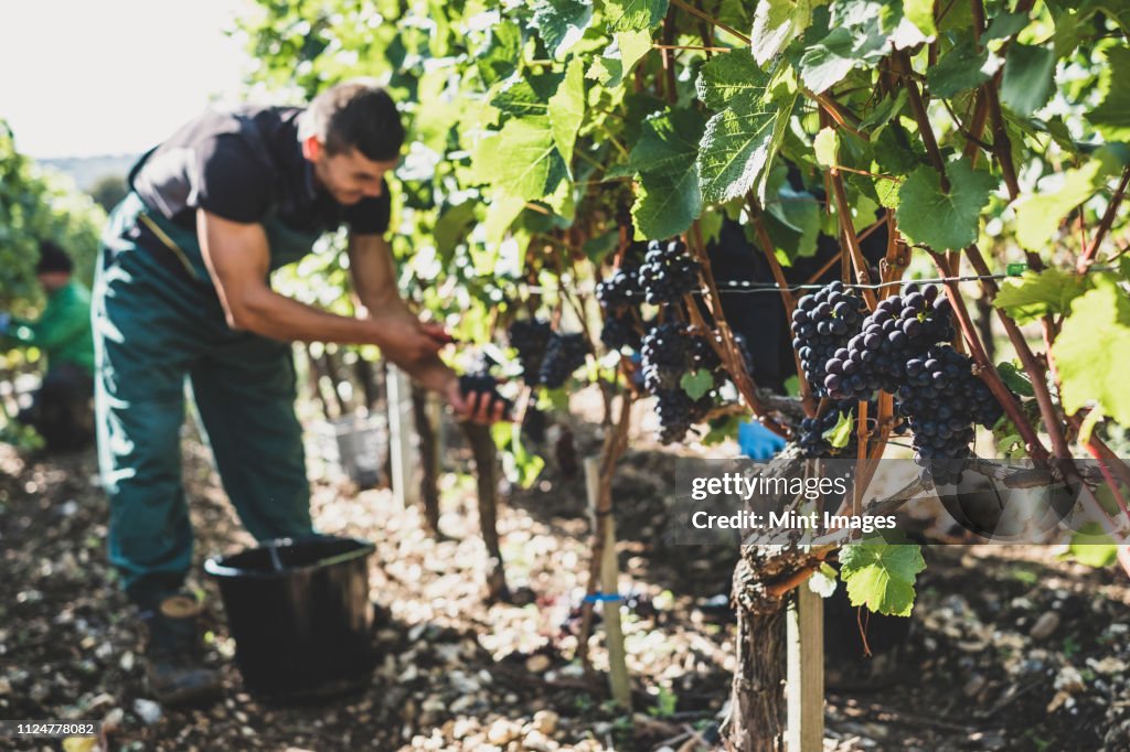 Man standing in a vineyard, harvesting bunches of black grapes.