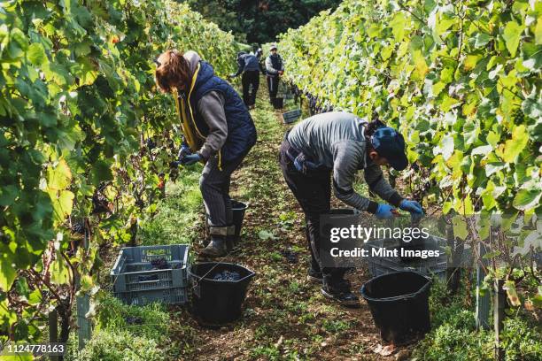 group of people standing in a vineyard, harvesting bunches of black grapes. - grape harvest stock pictures, royalty-free photos & images