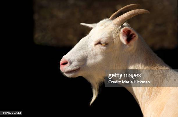 profile of a sun-lit goat head and neck with goatee and horns. - goatee stockfoto's en -beelden
