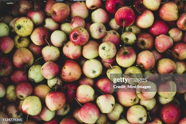 high angle close up of red and green apples in crate. apple harvest in autumn. - oxfordshire stock pictures, royalty-free photos & images