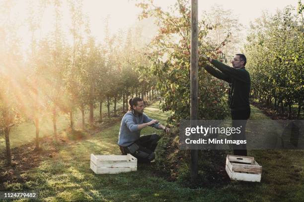 two men in apple orchard, picking apples from tree. apple harvest in autumn. - fruktträdgård bildbanksfoton och bilder