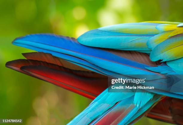 close-up of scarlet macaw feathers. - scarlet macaw fotografías e imágenes de stock