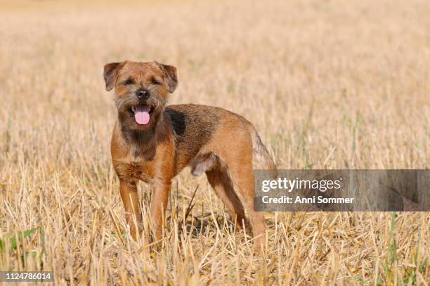border terrier, male, standing in field, austria - border terrier fotografías e imágenes de stock
