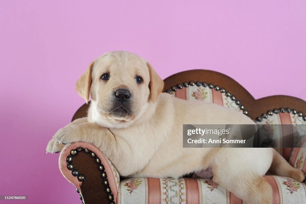 Retriever Mini Miniature Golden Labrador Labrador Retriever