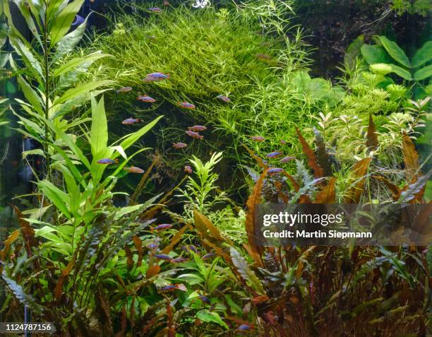 densely planted tropical freshwater aquarium, guinea fowl bear (danio margaritatus), germany - danio fish stock pictures, royalty-free photos & images