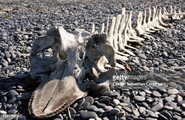 skeleton of whale on the beach in iceland. - fossil site stock-fotos und bilder