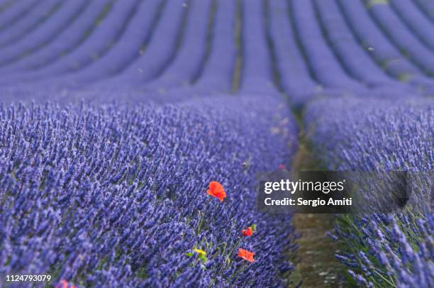 poppies in lavender fields - hertfordshire stock pictures, royalty-free photos & images