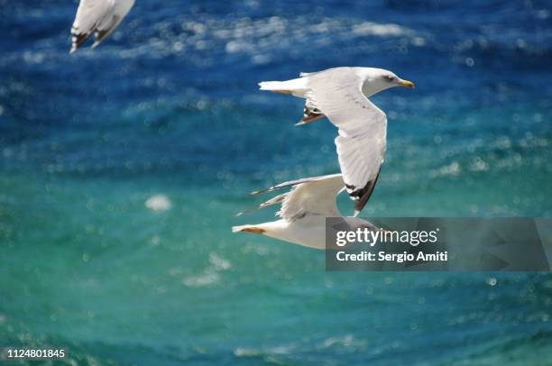 seagulls flying over the aegean sea - gleiten stock-fotos und bilder