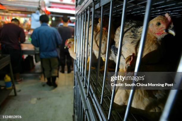 Live Chicken shop in the market in Causeway bay. 31 March 2004