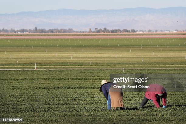 Farm workers pull weeds in a field of organic spinach growing near the U.S.-Mexico border on January 25, 2019 near El Centro, California. The U.S....