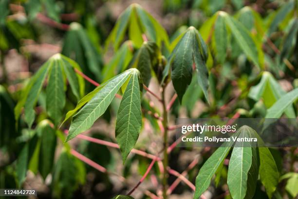 manihot esculenta (cassava, aipim, macaxeira) - cassava stock pictures, royalty-free photos & images