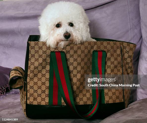 gucci dog carrier