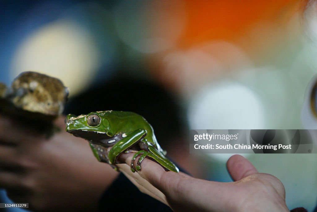 An Amazon Monkey Tree Frog is shown in the 'Ocean Park Animal Close Encounters' press conference, a preview of new animals at Ocean Park's Animal Close Encouters. 27 March 2006