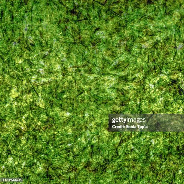 closeup of seaweed - nori stock-fotos und bilder
