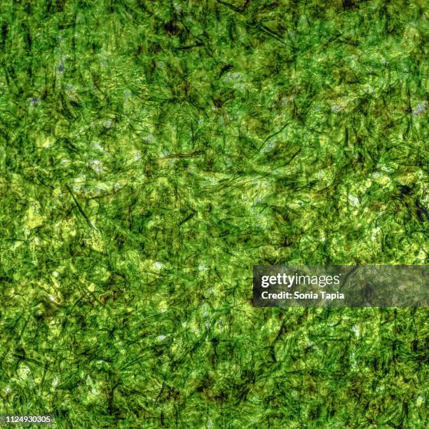 closeup of seaweed - nori stock pictures, royalty-free photos & images