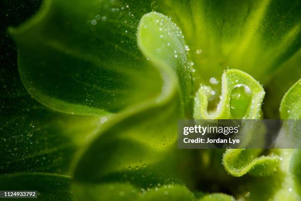 water lettuce - macro flower photos et images de collection