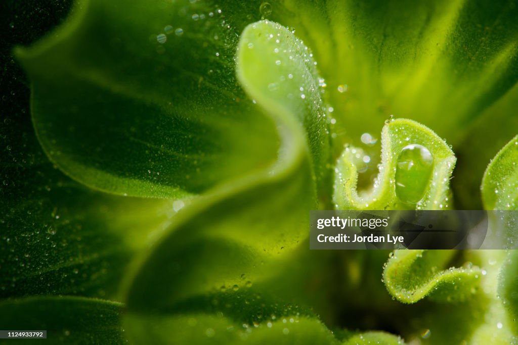 Water Lettuce
