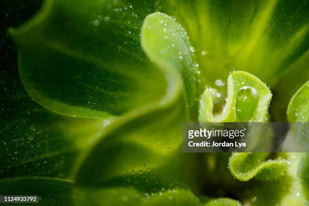water lettuce - lettuce stock pictures, royalty-free photos & images