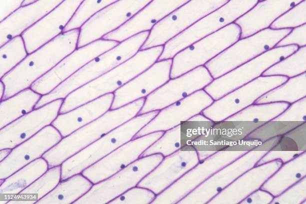 microscopic view of epidermis of onion - cell structure stock-fotos und bilder