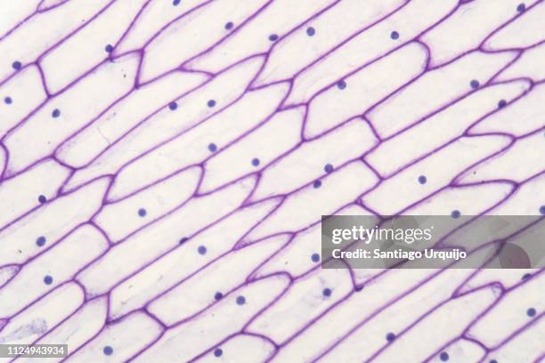microscopic view of epidermis of onion - struttura cellulare foto e immagini stock