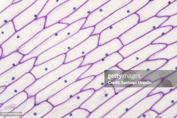 microscopic view of epidermis of onion - cell structure stockfoto's en -beelden