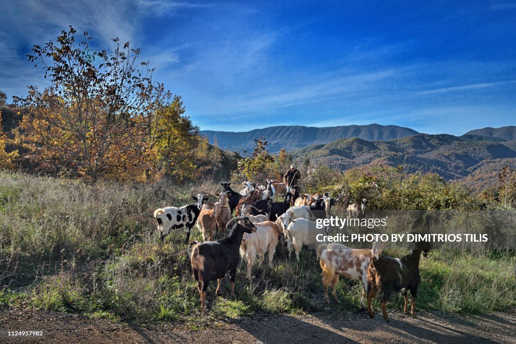 Goats flock