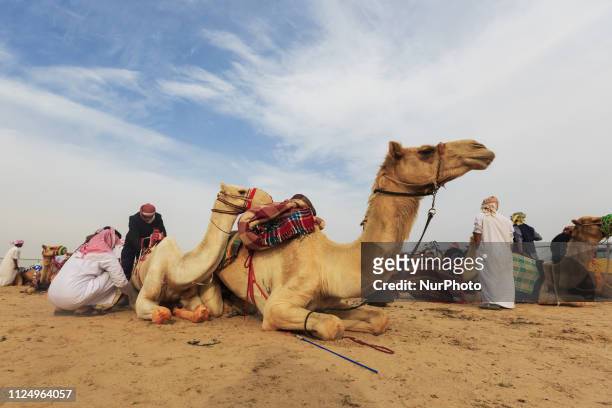 Camels are kept in a field before being taken to the start point on Feb 14, 2019 at Kuwait Camel Racing Club, Kuwait.