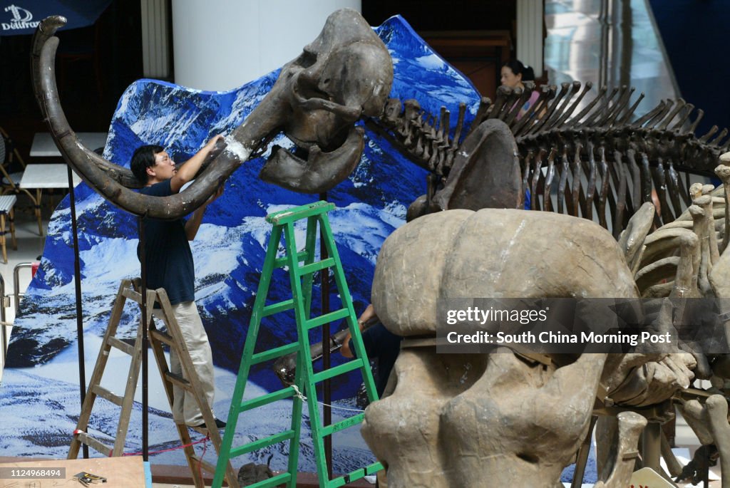 A staff of Beijing Museum of Natural History assembles the fossil skeletons of an ancient mammal, Platybelodon danovi,in an exhibition for public display at Olympian City, Tai Kok Tsui. 01 September 2006