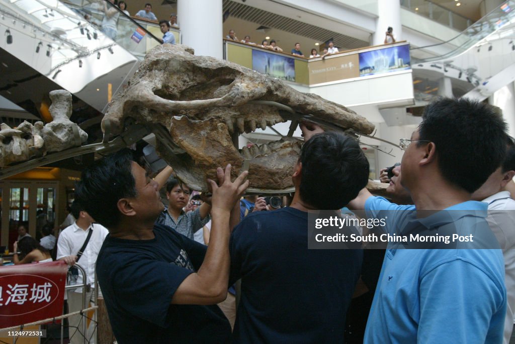 Staff of Beijing Museum of Natural History assembles the fossil skeletons of an ancient mammal, Platybelodon danovi,in an exhibition for public display at Olympian City, Tai Kok Tsui. 01 September 2006