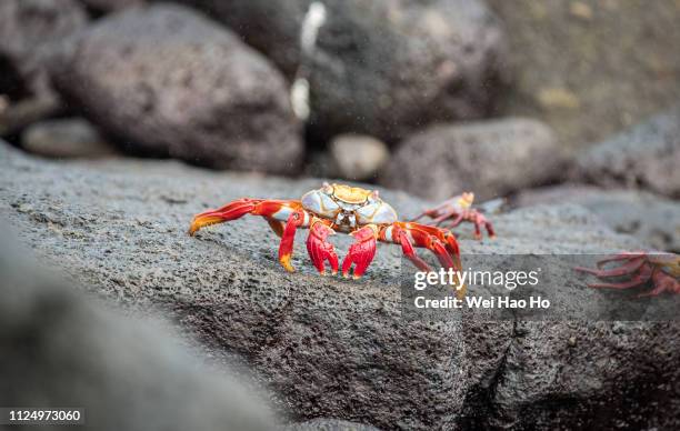 sally lightfoot crab - sally lightfoot crab stock pictures, royalty-free photos & images