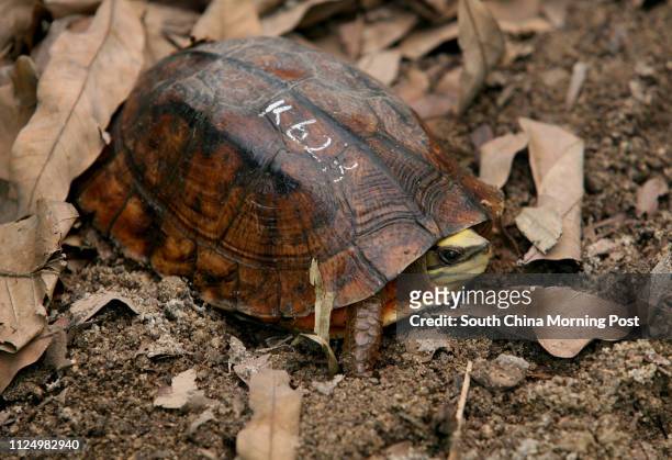 Project to save Hong Kong's most critically endangered species the Golden Coin Turtle by breeding animals saved from poachers traps. Kadoorie Farm,...