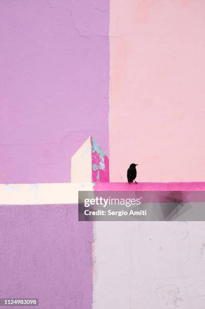 bird sitting on brightly coloured wall in cape town - bo kaap stock-fotos und bilder