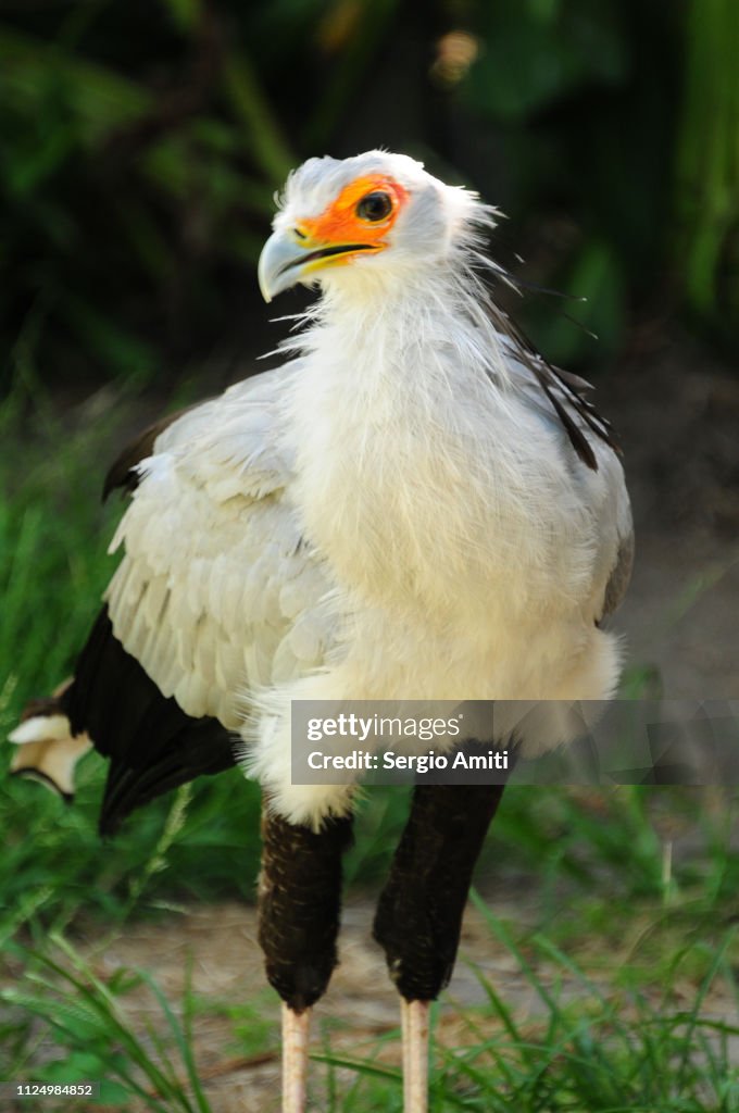 Egyptian vulture