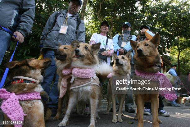 Group of dogs,Toto, Terry, Tess, Toby, and Tari, led by their owners to join in the "Walk for Millions with Dogs" held by the Society for Abandoned...