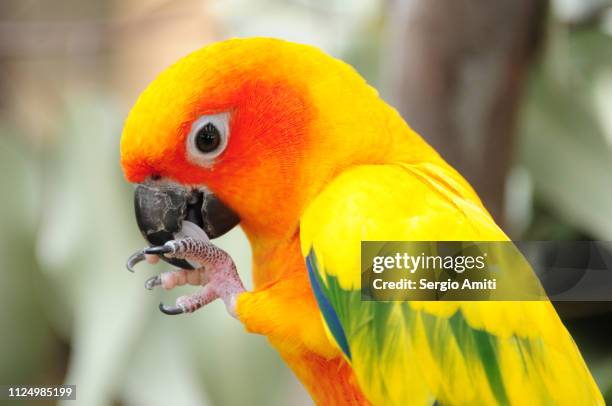 sun conure - sun conure stock pictures, royalty-free photos & images