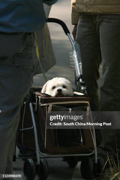 Siu Pak is carried in a trolley by its owner Heather Lau to attend the "Walk for Millions with Dogs" held by the Society for Abandoned Animals in Tai...