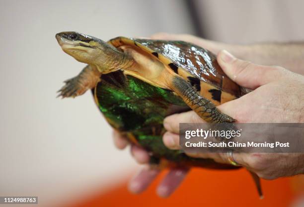 Project to save Hong Kong's most critically endangered species the Golden Coin Turtle by breeding animals saved from poachers traps. Kadoorie Farm,...