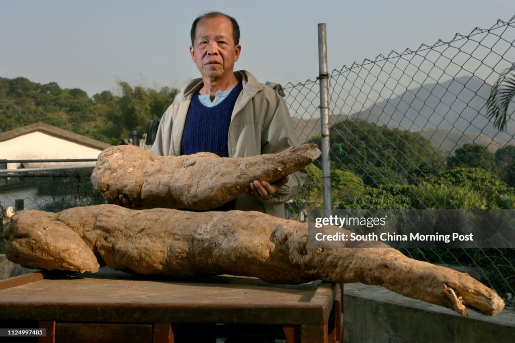 Yeung Chun-fong shows the Kudzu (scientific name: Pueraria lobata) found in Lau Shui Heung's abandoned farmland. The big one measures 140cm (length) by 65cm (circumference) by 23cm (diameter) while the small measures 76cm (length) by 56cm (circumference)