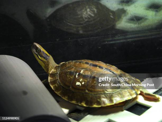 Project to save Hong Kong's most critically endangered species the Golden Coin Turtle by breeding animals saved from poachers traps. Kadoorie Farm,...