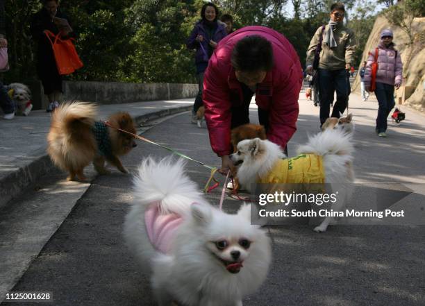 Rinky Chang carries her five dogs to attend the "Walk for Millions with Dogs" held by the Society for Abandoned Animals in Tai Tam Country Park....