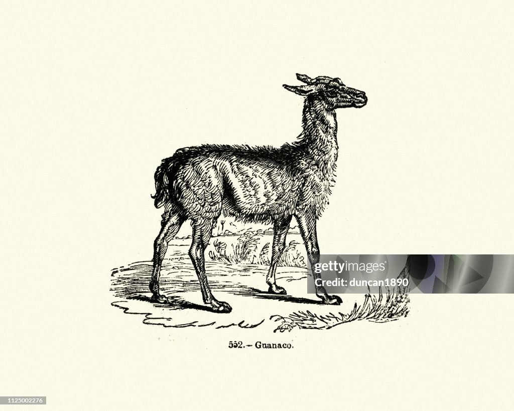 Nature, guanaco (Lama guanicoe), 19th Century engraving