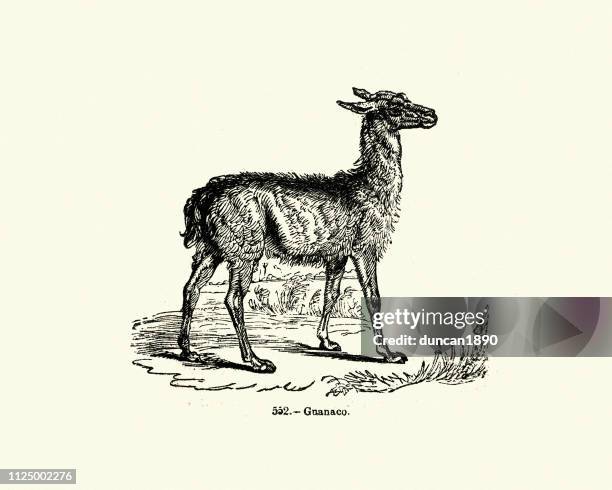 nature, guanaco (lama guanicoe), 19th century engraving - guanaco stock illustrations