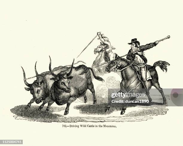 cowboys driving wild cattle, maremma, italy, 19th century - vintage cattle drive stock illustrations