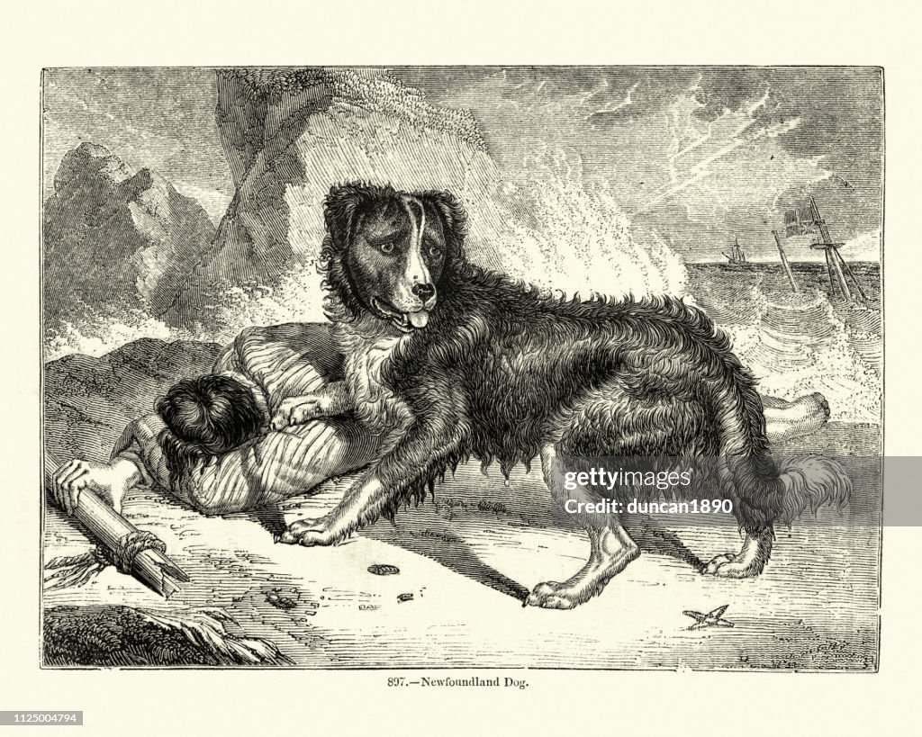 Newfoundland dog rescuing a drowning sailor, 19th Century